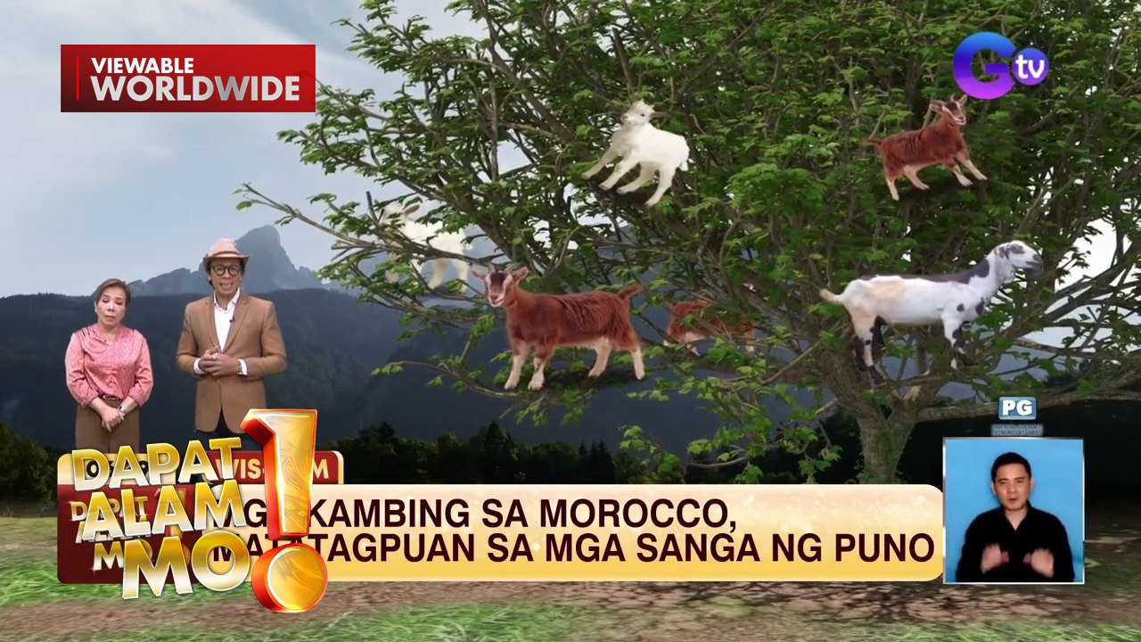 Mga kambing sa Morocco, matatagpuan sa mga sanga ng puno | Dapat Alam Mo!