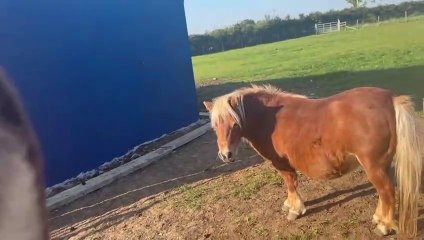 Animals enjoying the last of September sunshine