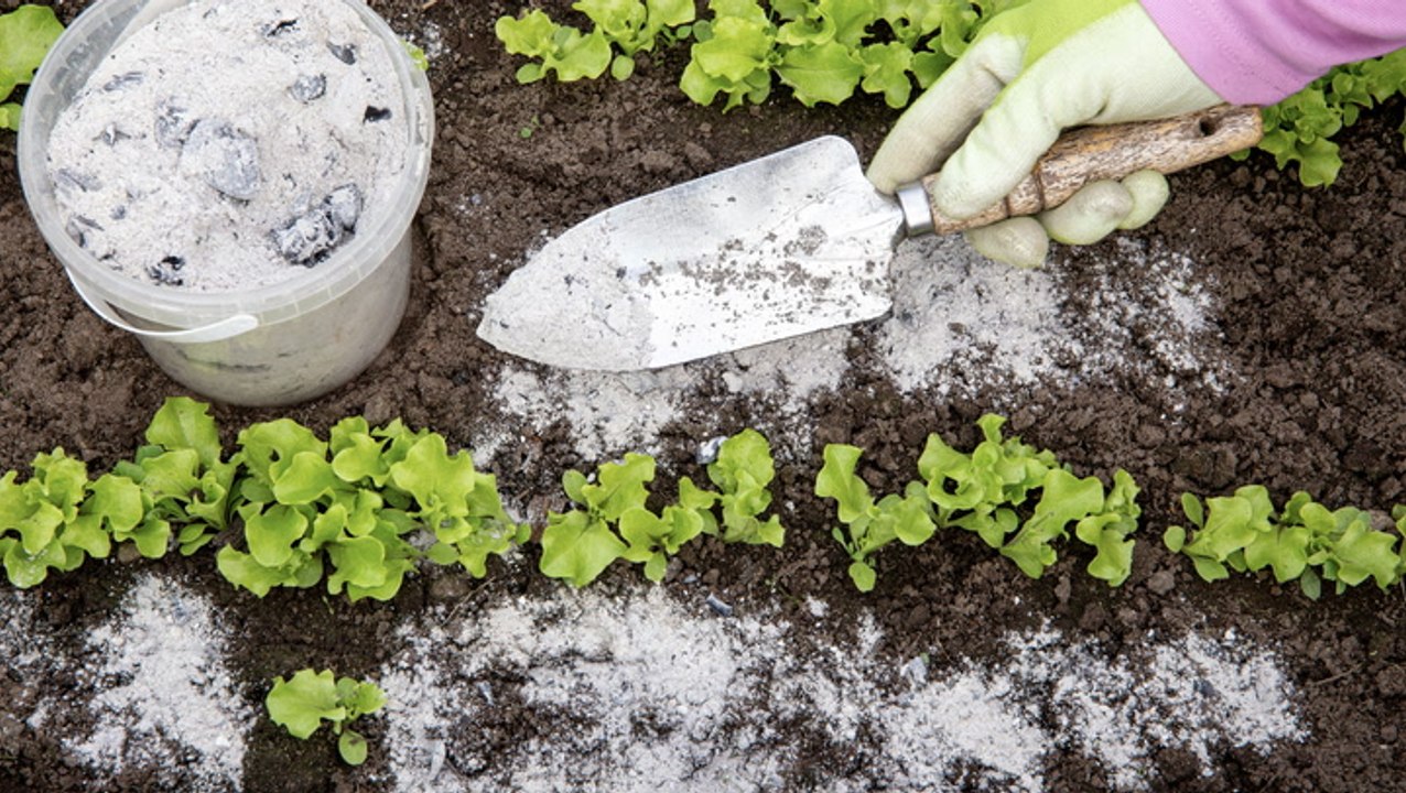 Is Wood Ash Good for the Garden? 5 Tips for Using This Natural Fertilizer Safely