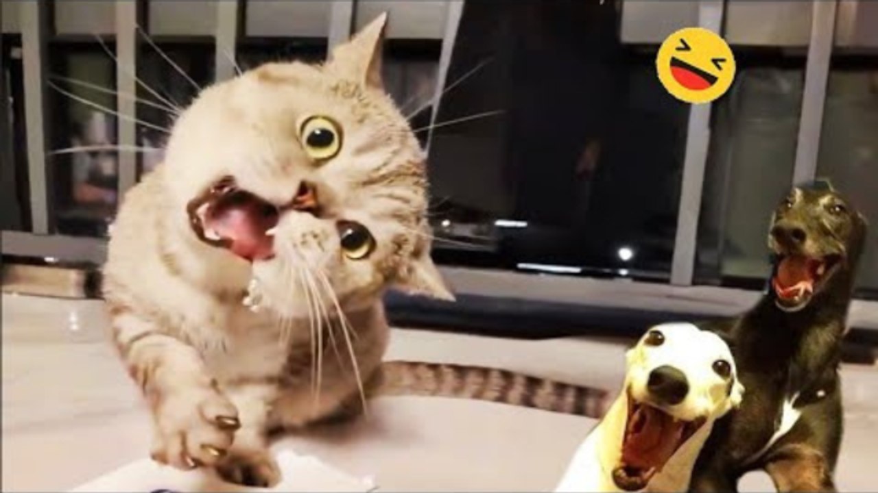 Funny Dogs And Cats Videos 2024 - Best Animal Videos Of The Month