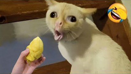 Funny Animal Videos Compilation 2024 -funny cats Random - funny dogs video