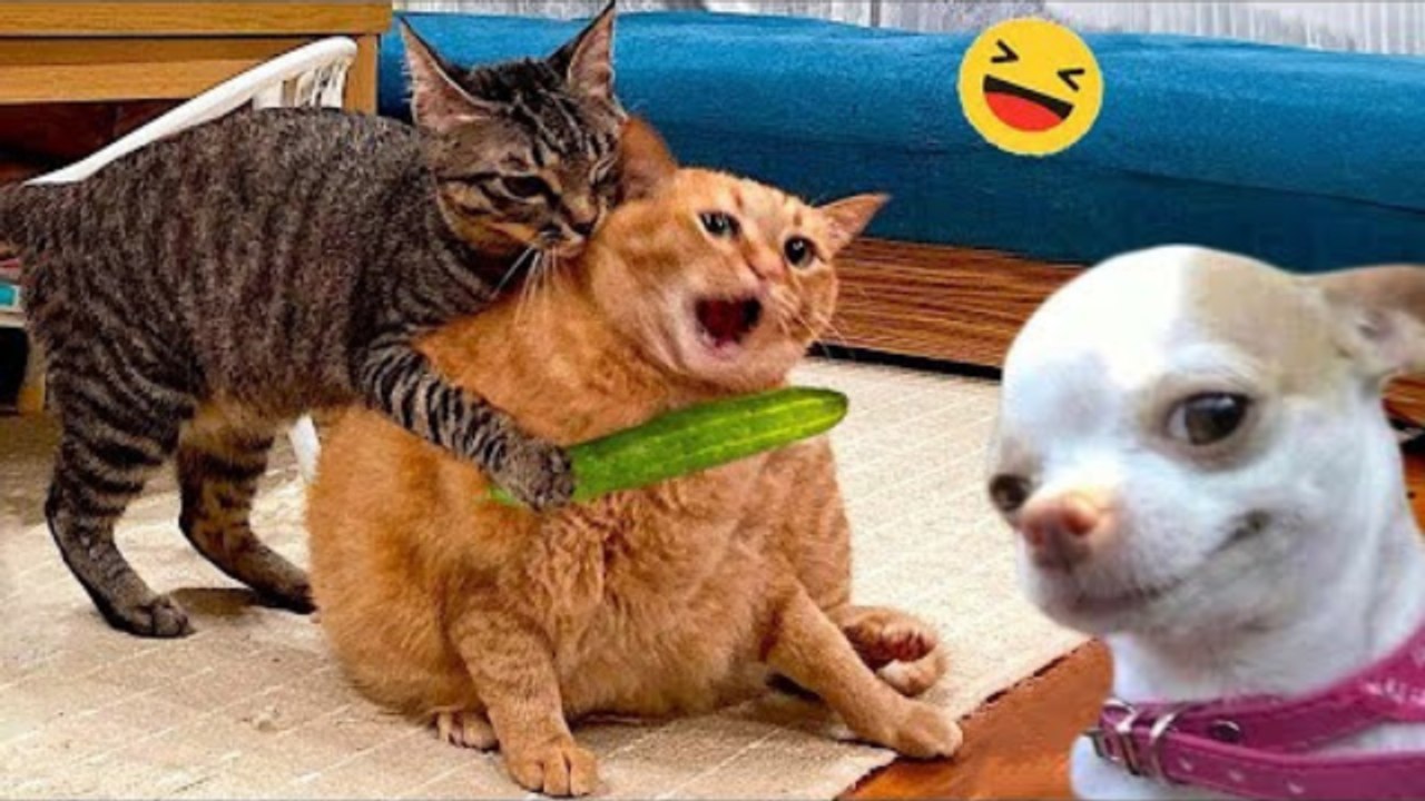 Funny Animals - Funniest Cats and Dogs 2024
