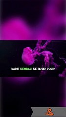 Hewan Abadi: Ubur-Ubur Turritopsis dohrnii