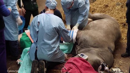 Baby rhino sports cast as vets mend broken leg in world-first