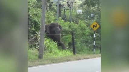 Video herunterladen: Un elefante prueba una valla eléctrica con astucia antes de derribarla para cruzar la calle