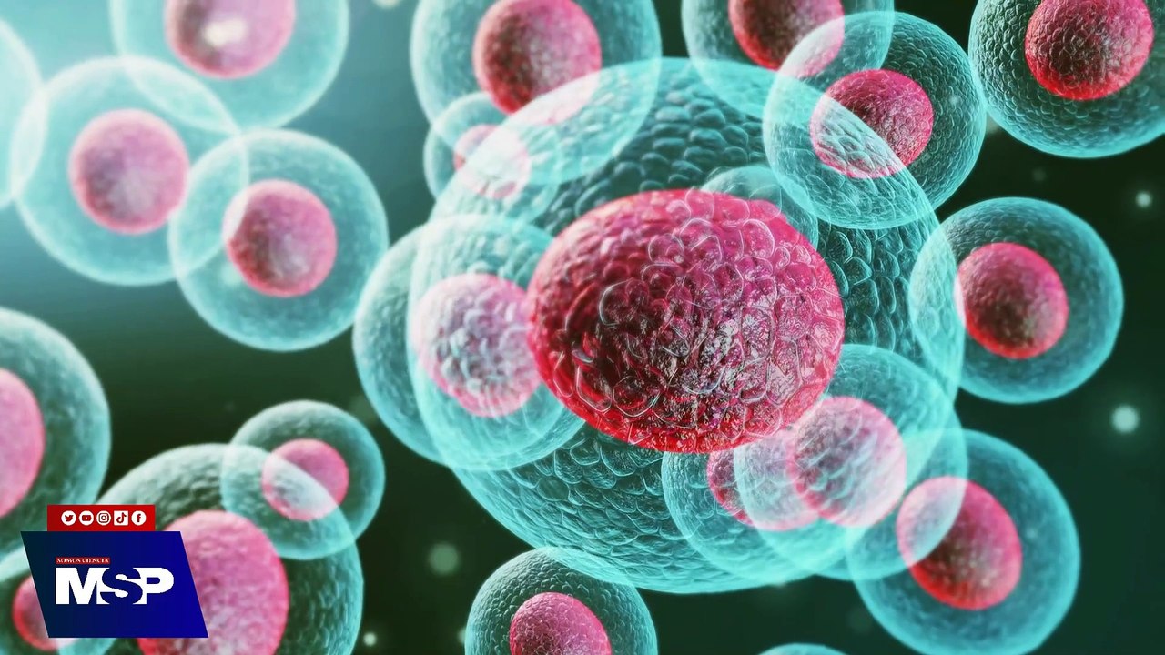 Tipos de trasplante de médula ósea - #MSPOncología