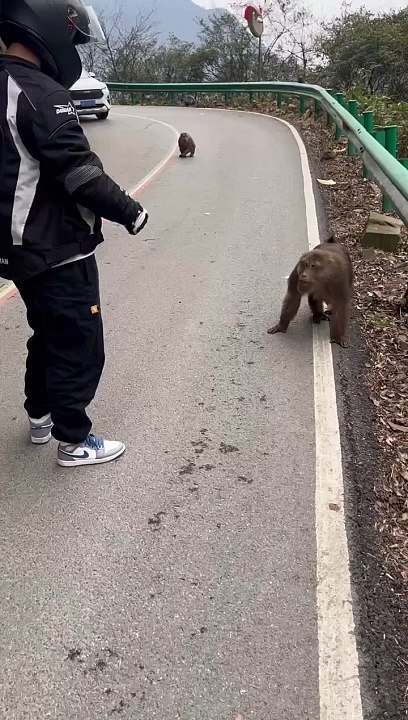 Monkey attack