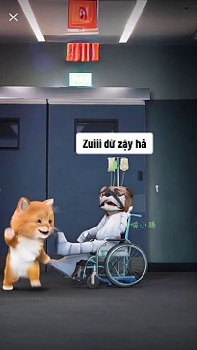 very funny cat and dog