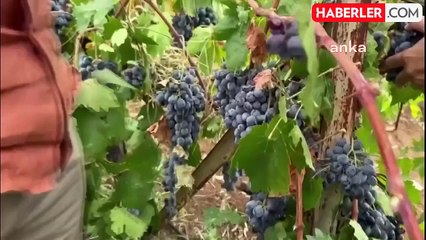 Arapgir Üzüm Üreticileri Zor Durumda