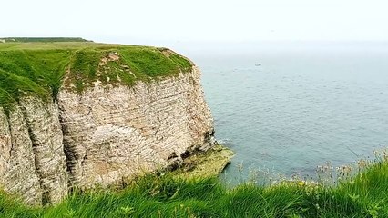 Flamborough Head birds