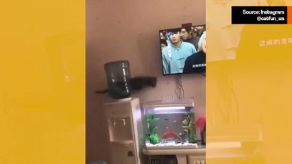 Hulvaton video: et ole koskaan nähnyt kissoja yhtä tuhoisina kuin nämä