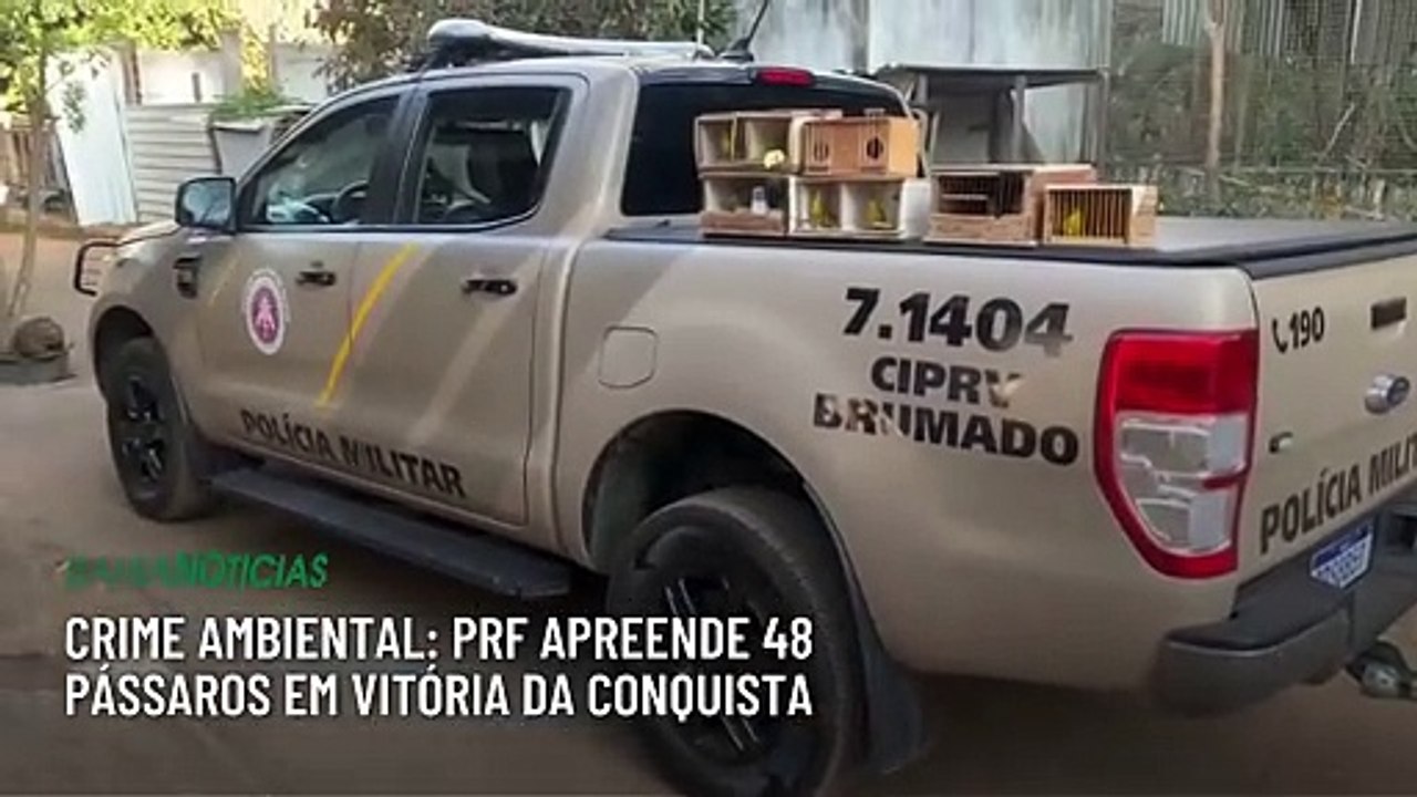 Crime ambiental: PRF apreende 48 pássaros em Vitória da Conquista