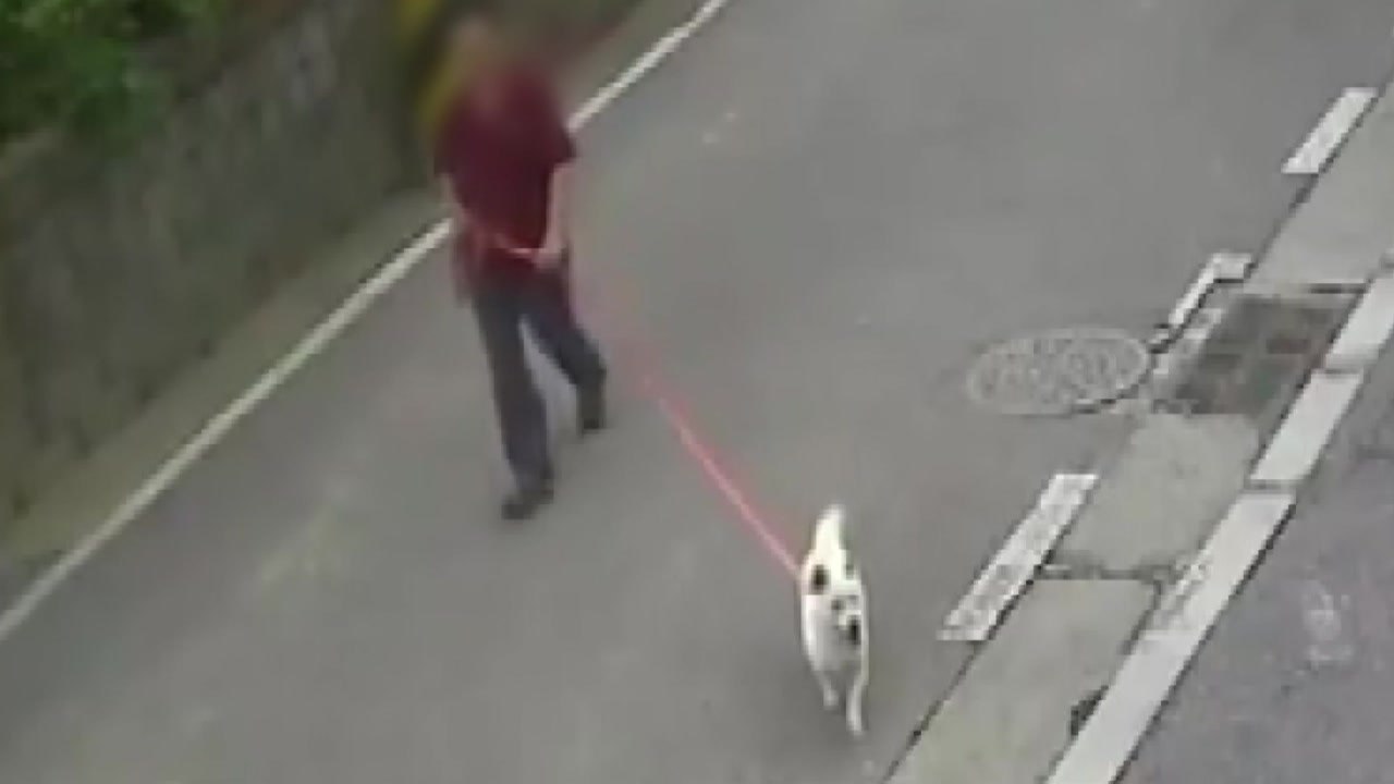 [단독] 길고양이 물어 죽이는데 방관?...경찰 "견주 조사할 것" / YTN