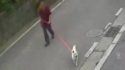 [단독] 길고양이 물어 죽이는데 방관?...경찰 "견주 조사할 것" / YTN