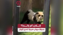 كلاب أم باندا؟ .. حديقة حيوان صينية تخدع الزوار