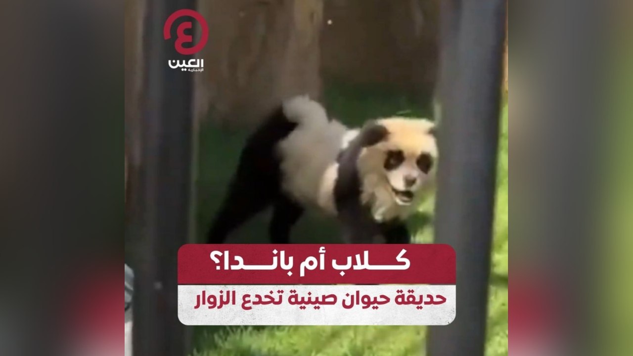 كلاب أم باندا؟ .. حديقة حيوان صينية تخدع الزوار
