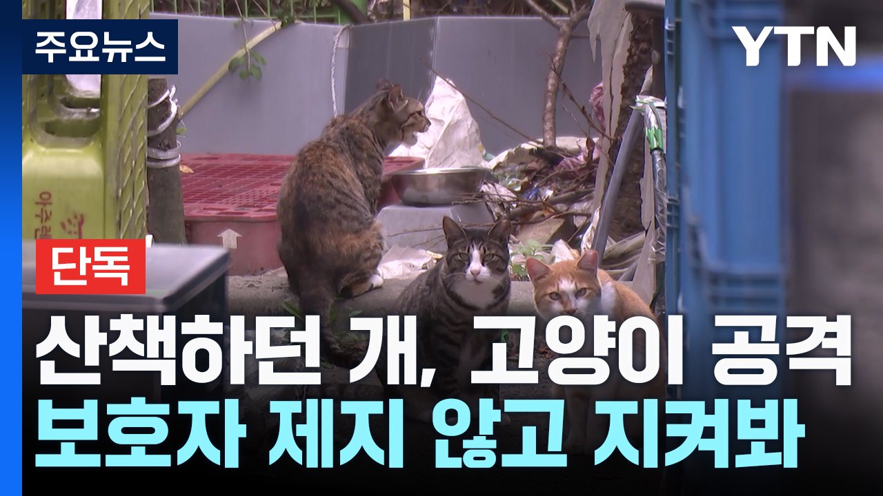 [단독] 길고양이 물어 죽이는데 방관?...경찰 "견주 조사할 것" / YTN