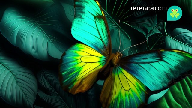 ext-publireportaje-bcr-kolbi-190924