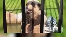 Descubren que "pandas" eran perros pintados en Zoológico de China