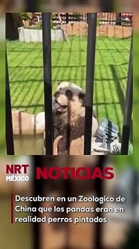 Descubren que pandas eran perros pintados en Zoológico de China
