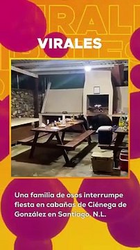 Osos irrumpe fiesta en cabañas de Ciénega de González en Nuevo León