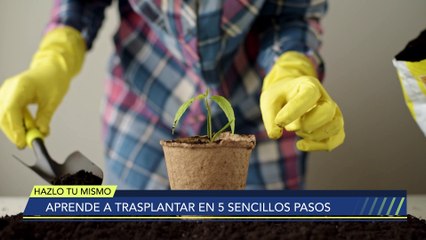 Aprende a trasplantar en cinco sencillos paso