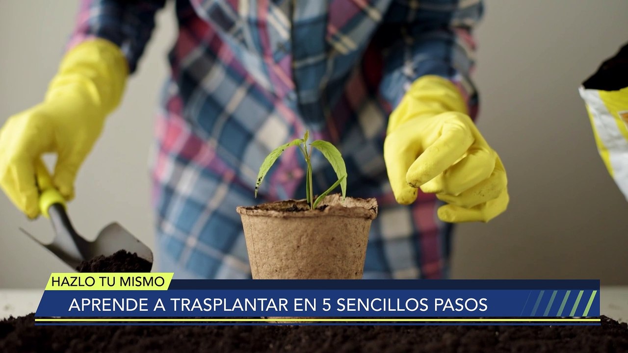 Aprende a trasplantar en cinco sencillos paso