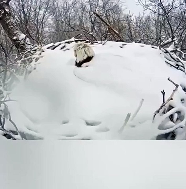 A bald eagle wakes up after a snowstorm
