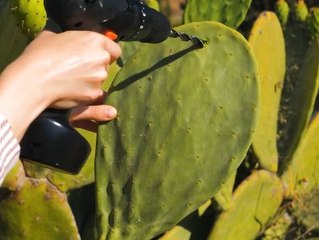 Discover Innovative Techniques for Eco Leather Creation 🌱