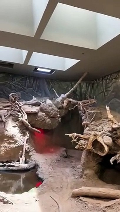 Crocodile 