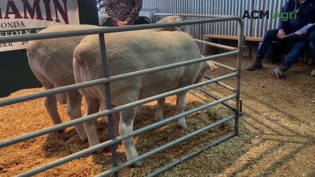 Top selling White Suffolk ram at Wingamin stud | Stock Journal