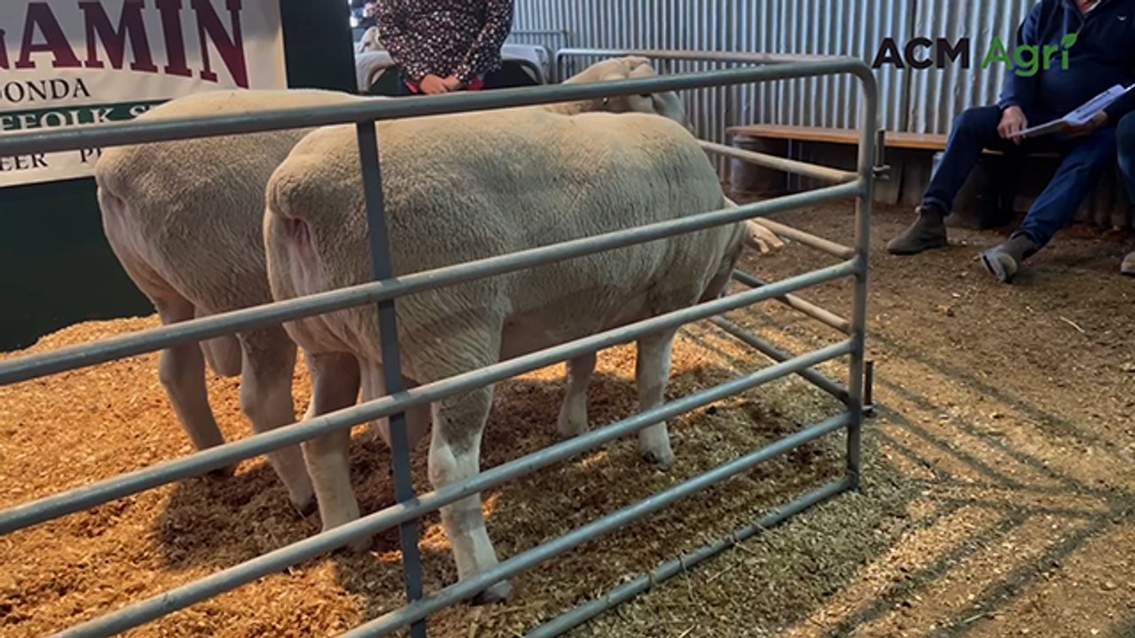 Top selling White Suffolk ram at Wingamin stud | Stock Journal