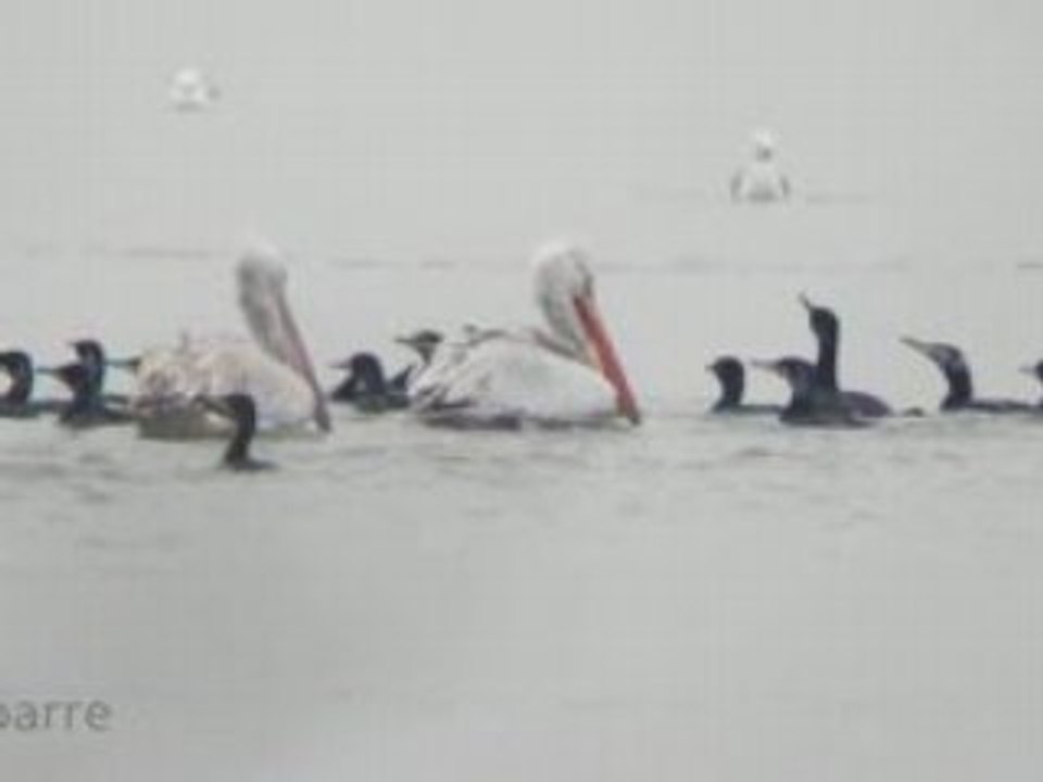 Pelicans-HR