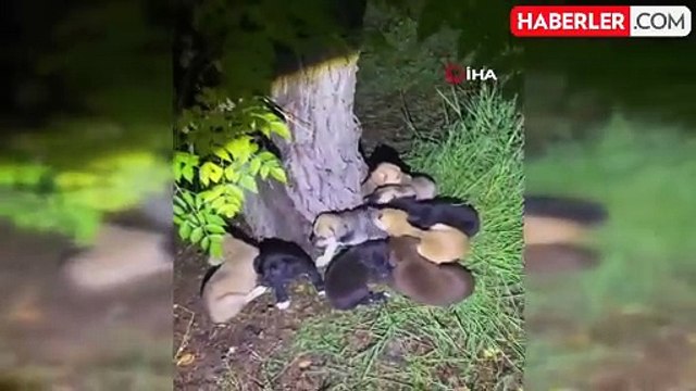 Yavru Köpeklere Şefkatli Bakım: Bekçilerden Yürek Isıtan Hareket