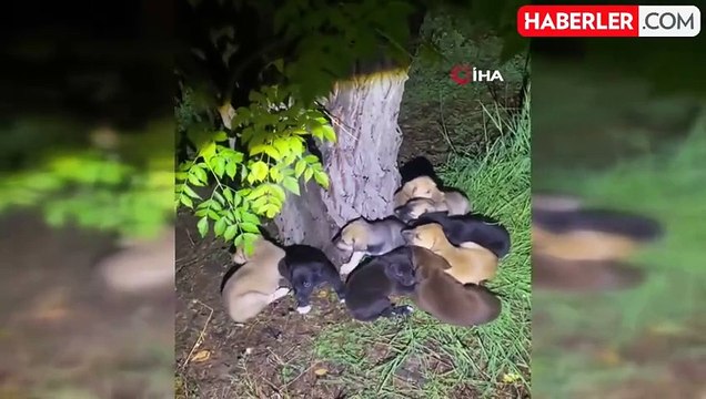 Yavru Köpeklere Şefkatli Bakım: Bekçilerden Yürek Isıtan Hareket