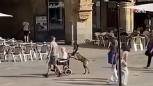 Impactante vídeo REAL: perro pasea a una abuela en silla de ruedas por Salamanca