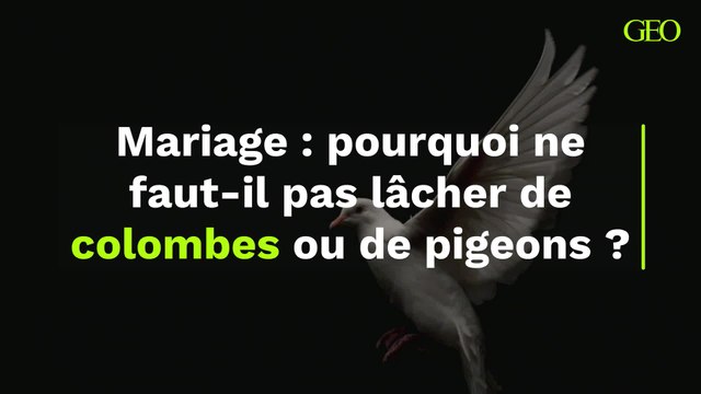 Pourquoi ne faut-il pas lâcher de colombes ou pigeons lors des mariages ?