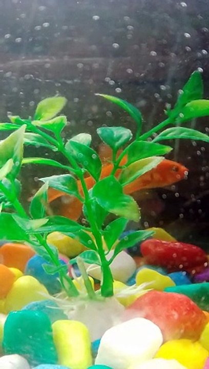 Aquarium fish