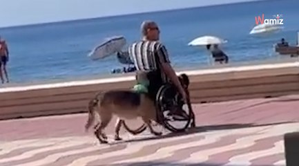 Emotiva escena en Almería: pastor alemán empuja a su dueño en el paseo marítimo