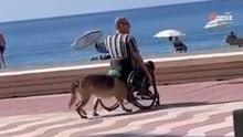 Emotiva escena en Almería: pastor alemán empuja a su dueño en el paseo marítimo