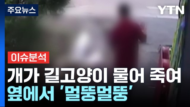 산책 중이던 개가 길고양이 물어 죽여...옆에서 '멀뚱멀뚱' / YTN