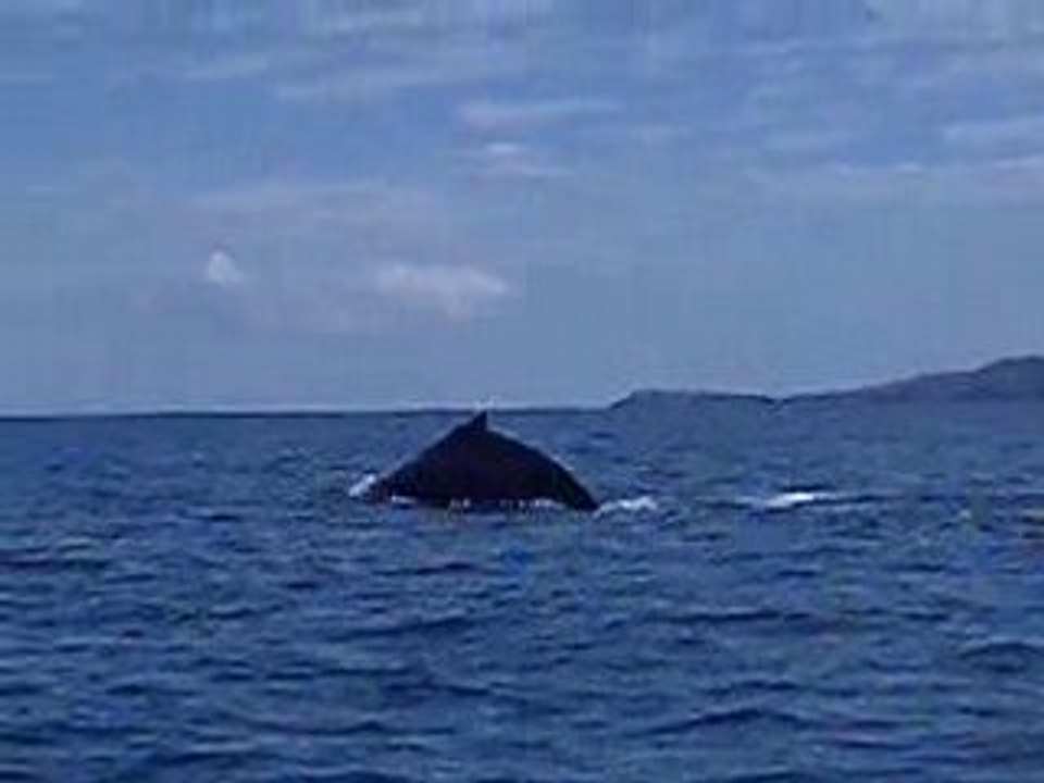 Baleine a la réunion