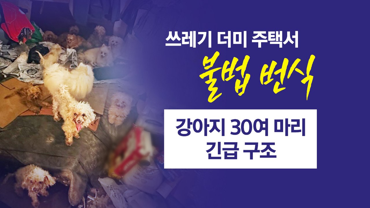 "냉장고에 사체가..." 쓰레기집서 불법 번식된 강아지들 [앵커리포트] / YTN