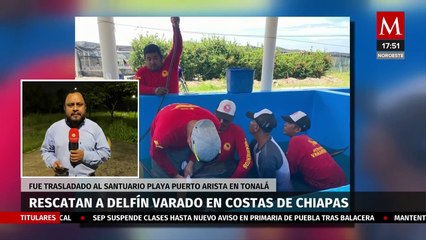 En Chiapas, rescatan a delfín varado en playa de Mazatán