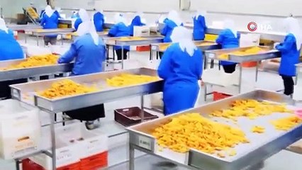 Kayısı ile çekirdeği yüz güldürüyor