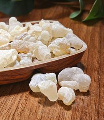 اللُبان.. الذهب العماني الذي يبلغ عمره 7 آلاف سنة