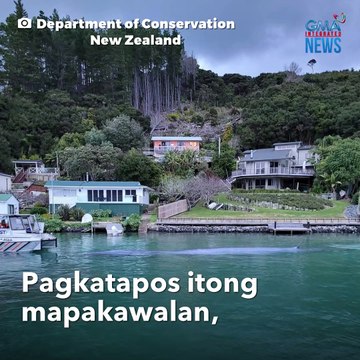 49 feet na balyena, na-trap sa maliit na pantalan | GMA Integrated Newsfeed