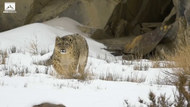 The Future of Snow Leopards Snow Leopard Documentary_720pFH