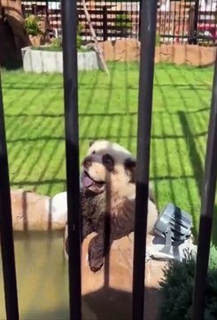 Zoo da China \'abre jogo\' e admite que pandas são, afinal, cães pintados