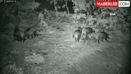 Elazığ'da Yiyecek Arayan Domuz Sürüsü Yerleşim Alanına İndi